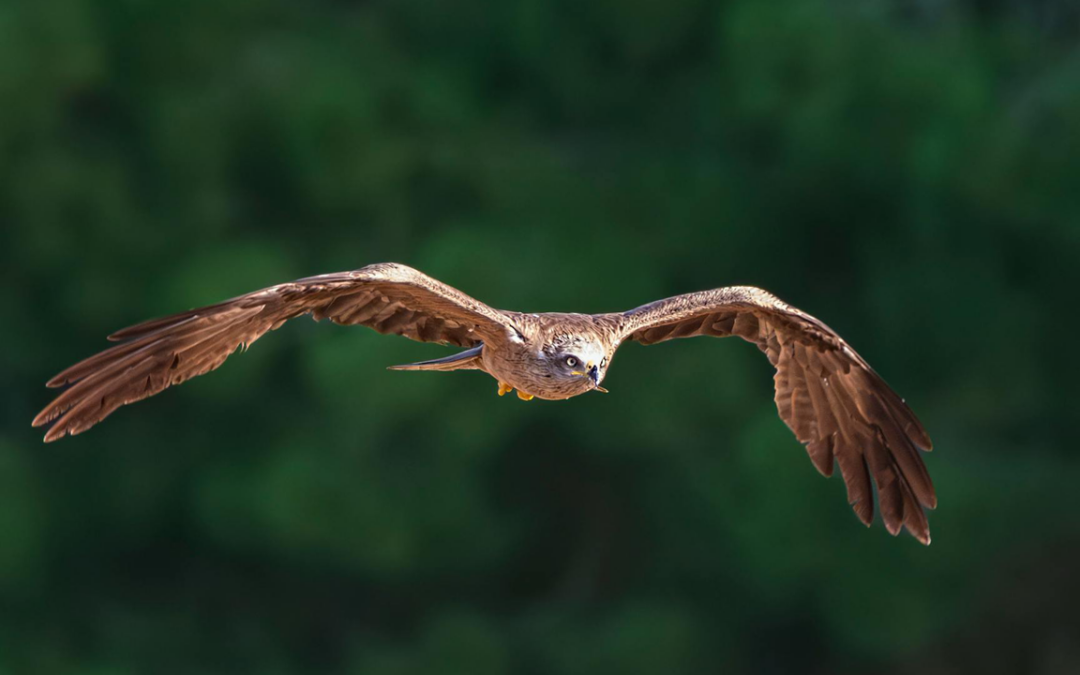 18. La Eficiencia del Guerrero