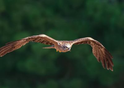 18. La Eficiencia del Guerrero